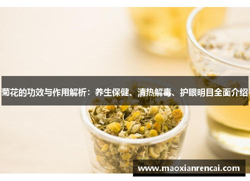 菊花的功效与作用解析:养生保健、清热解毒、护眼明目全面介绍 菊花的功效与作用解析:养生保健、清热解毒、护眼明目全面介绍